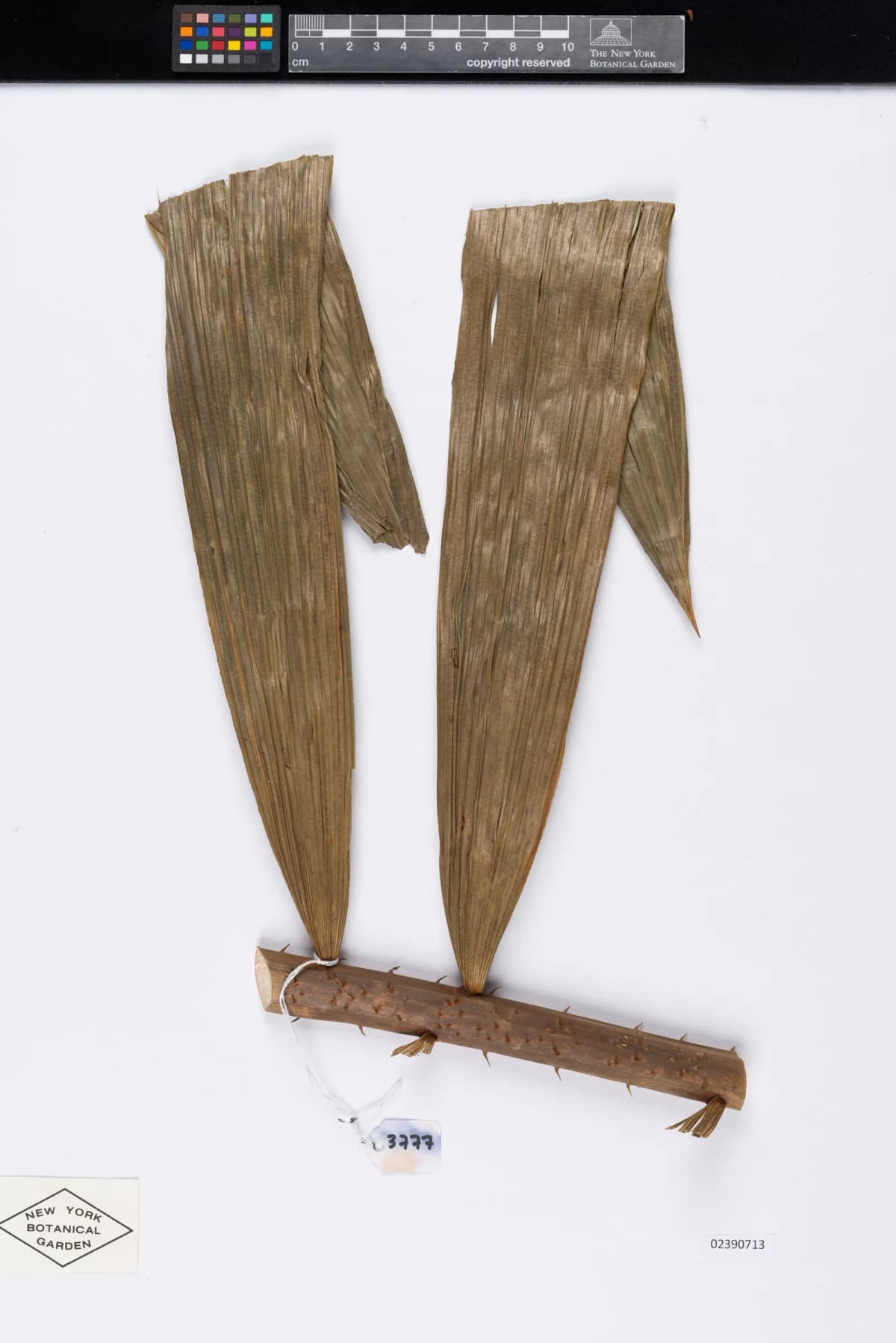 Botanical specimen of Calamus Simplicifolius.