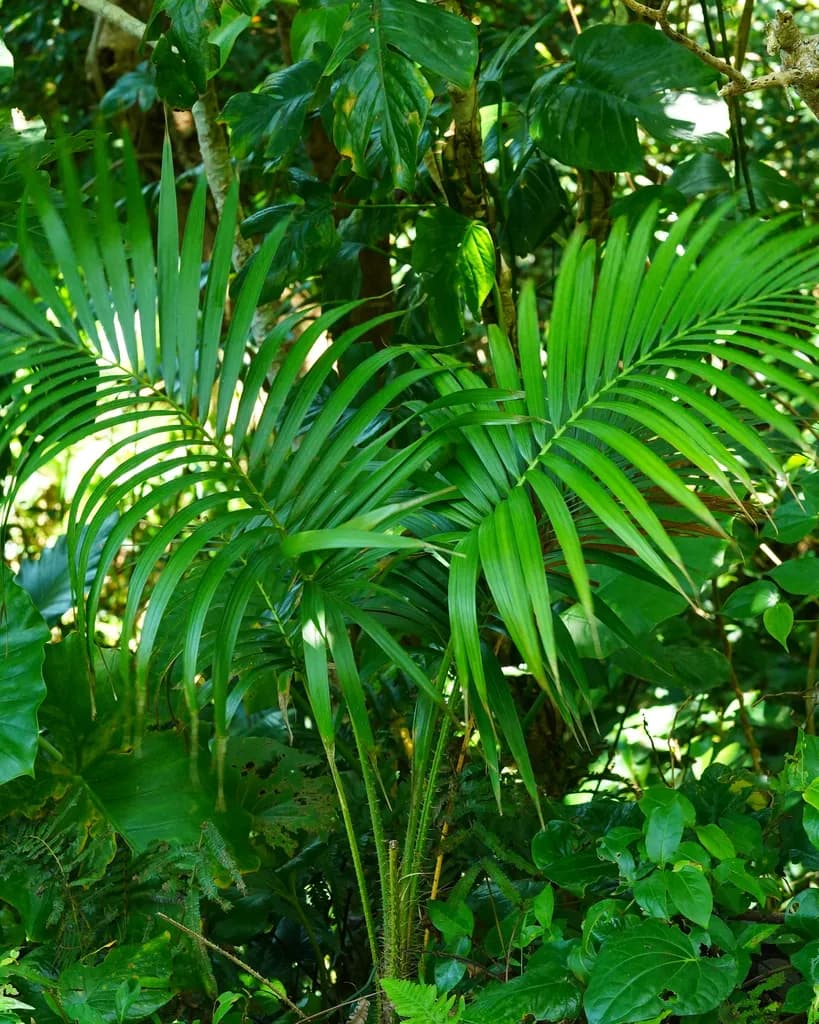 Botanical specimen of Calamus Siphonospathus.