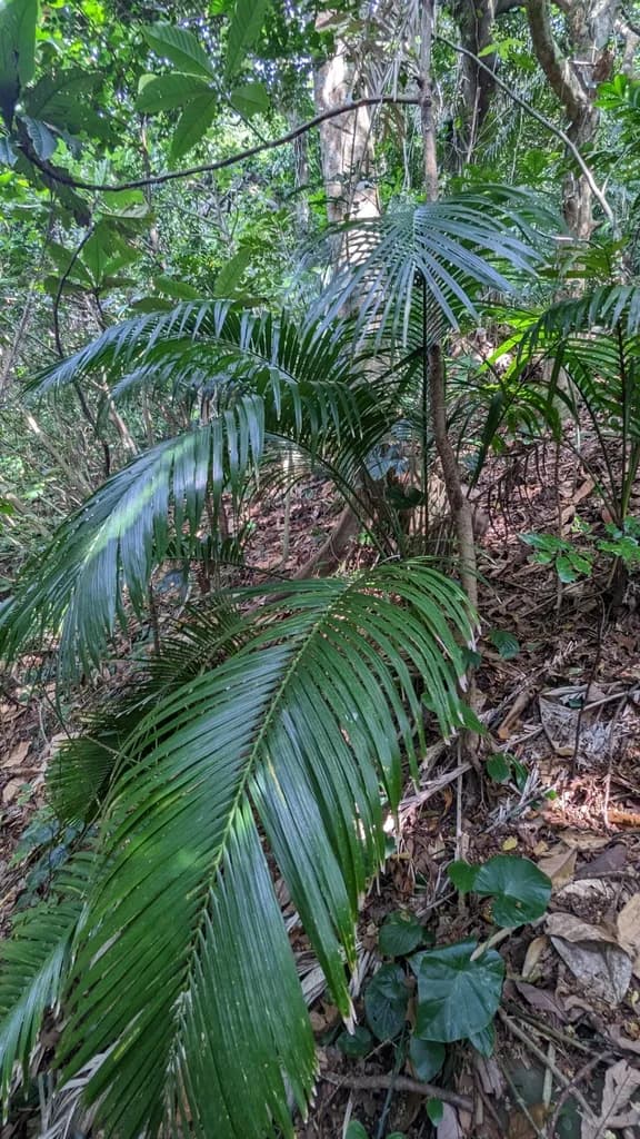 Botanical specimen of Calamus Siphonospathus.