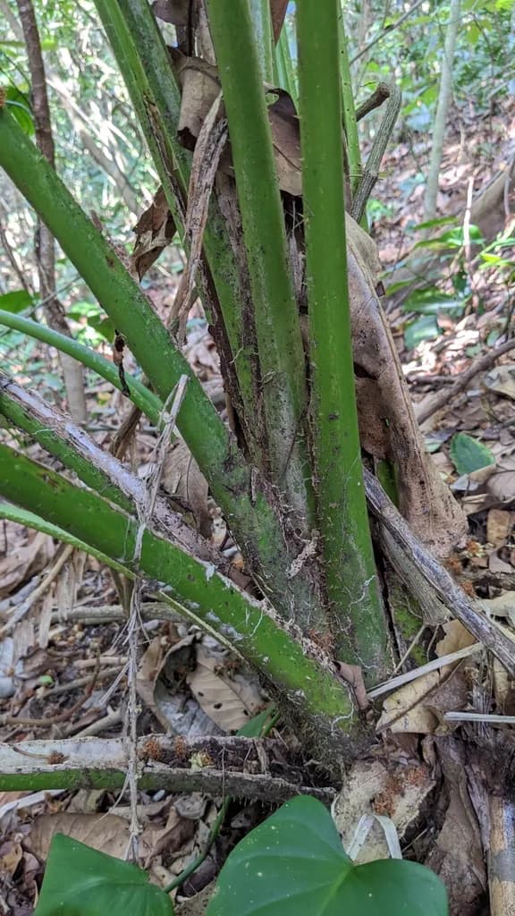 Botanical specimen of Calamus Siphonospathus.