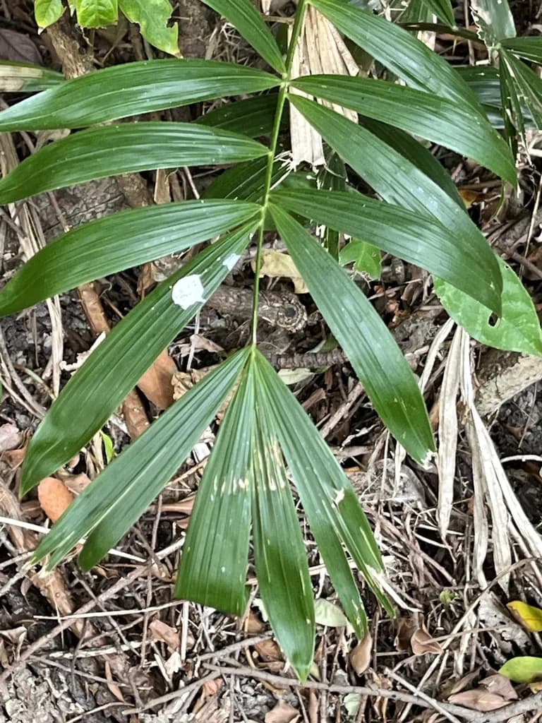 Botanical specimen of Calamus Solitarius.
