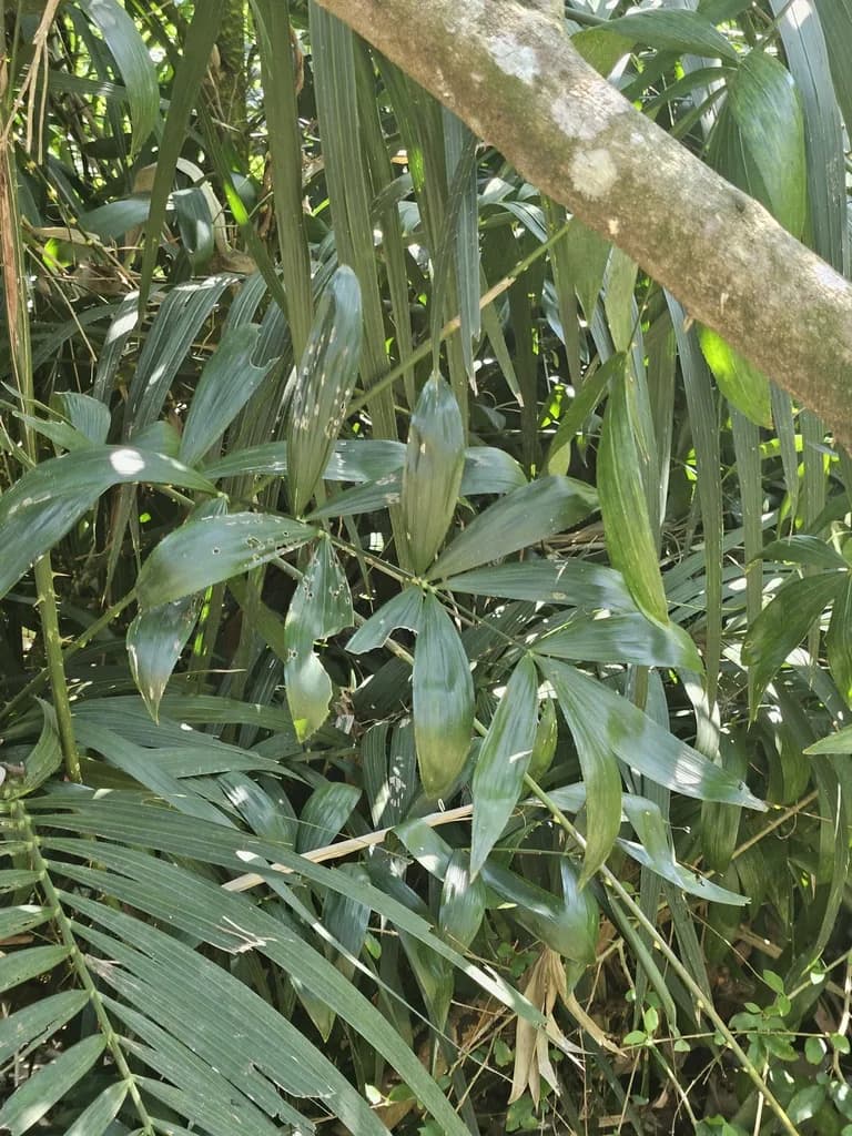 Botanical specimen of Calamus Solitarius.