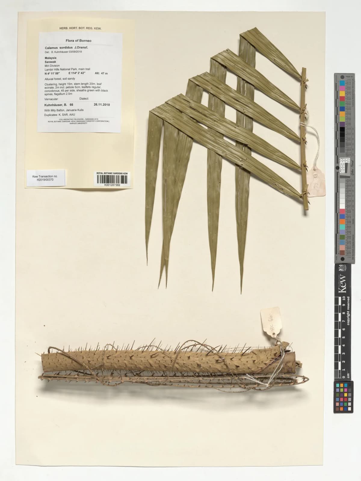 Botanical specimen of Calamus Sordidus.