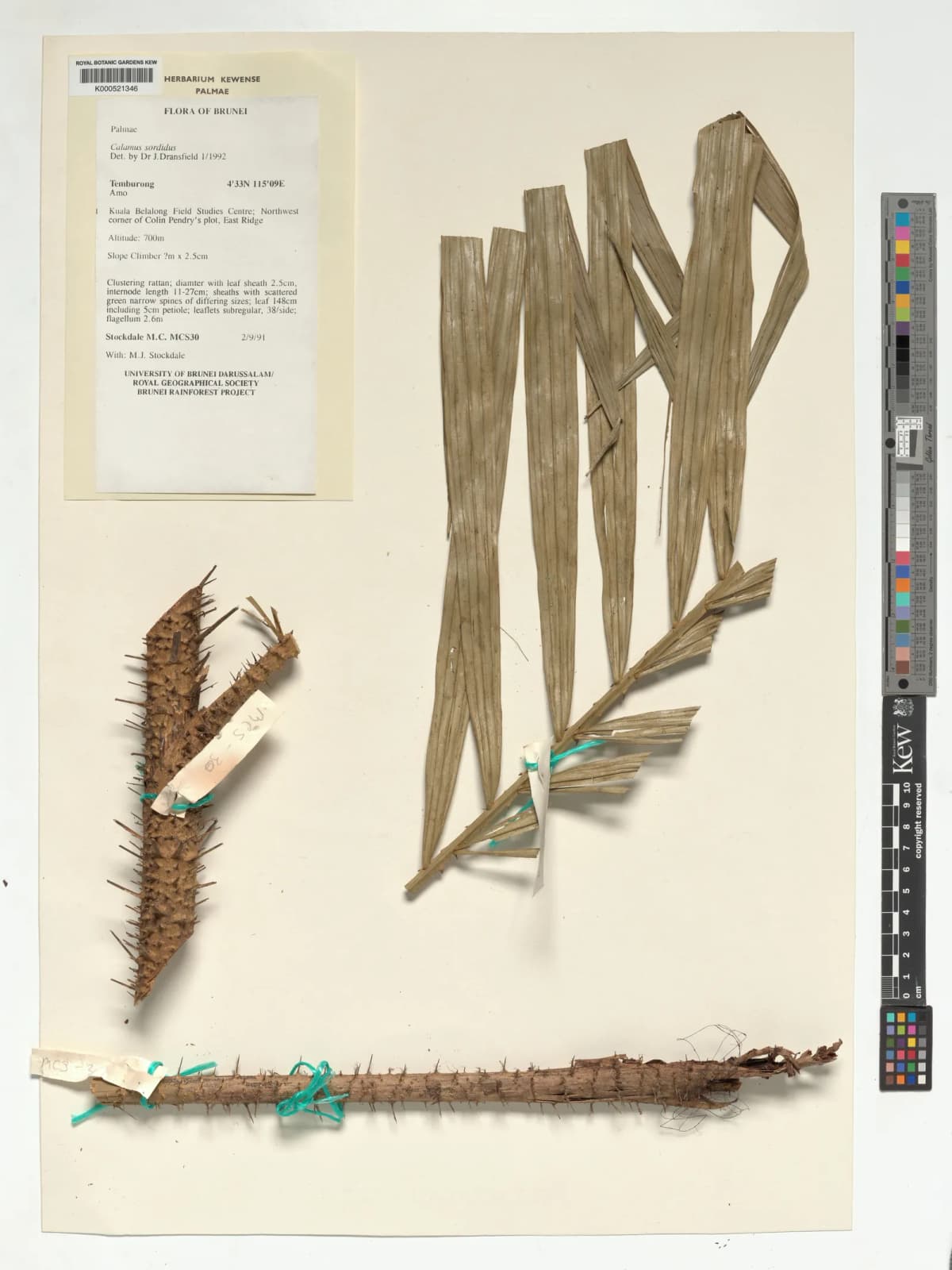 Botanical specimen of Calamus Sordidus.