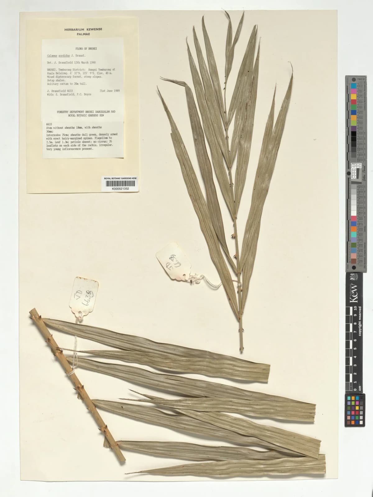Botanical specimen of Calamus Sordidus.