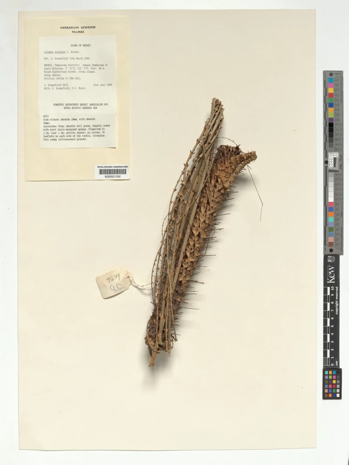 Botanical specimen of Calamus Sordidus.