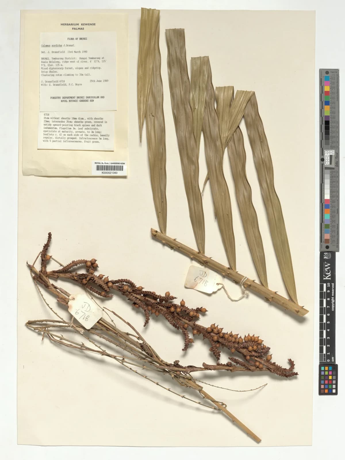 Botanical specimen of Calamus Sordidus.