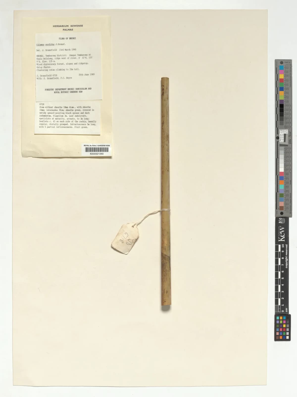 Botanical specimen of Calamus Sordidus.