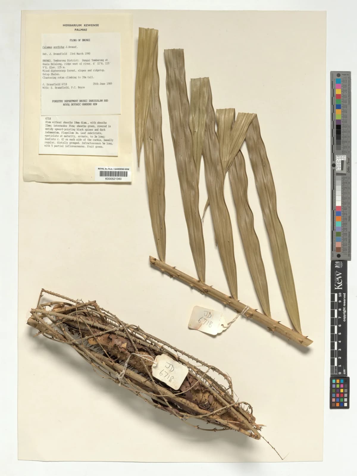 Botanical specimen of Calamus Sordidus.