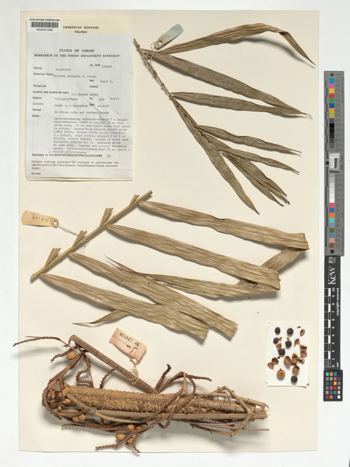 Botanical specimen of Calamus Sordidus.
