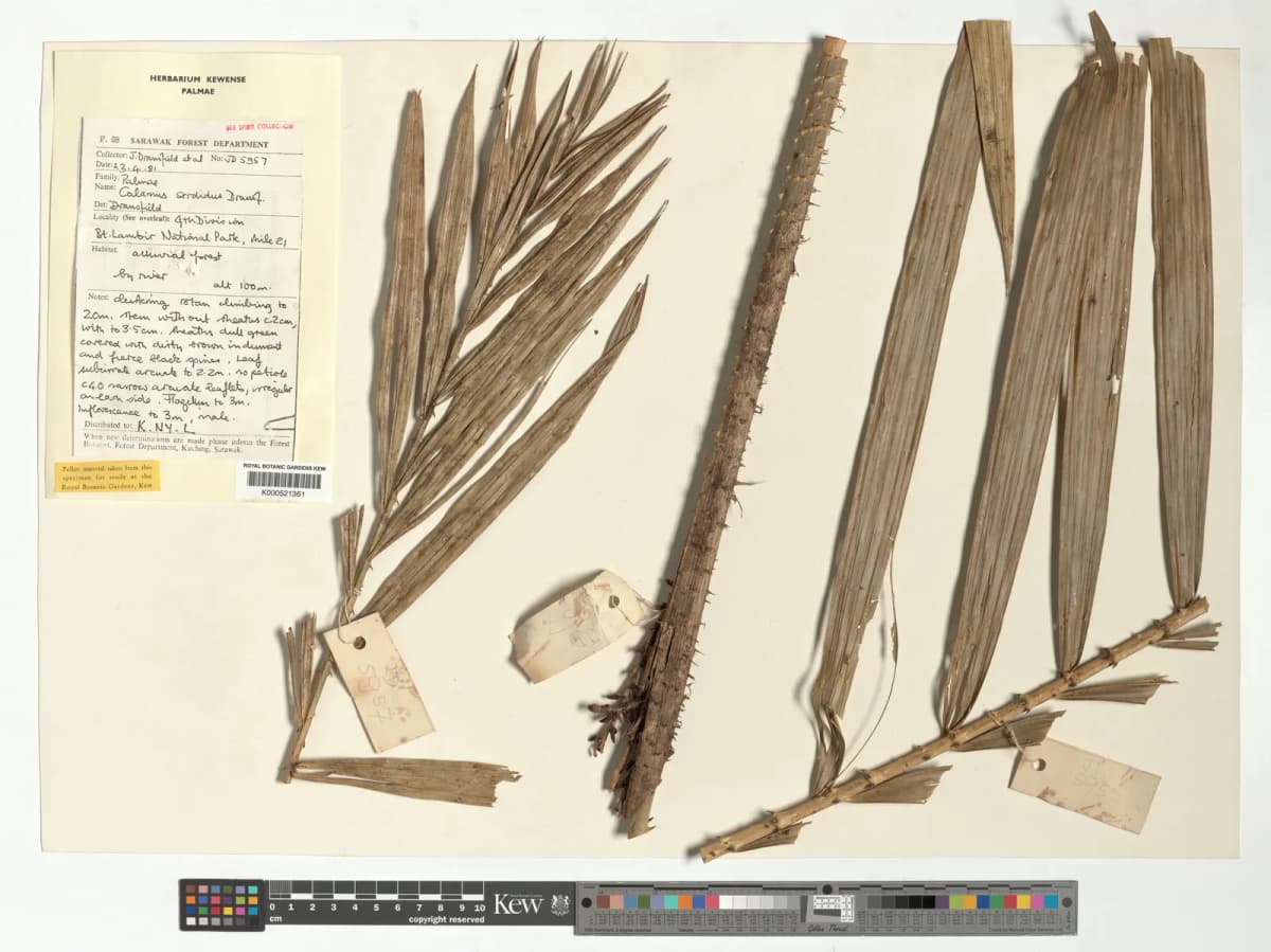 Botanical specimen of Calamus Sordidus.