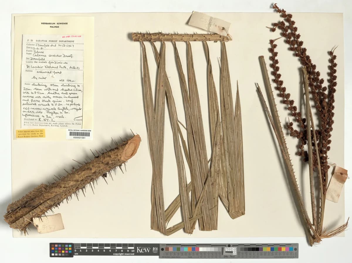 Botanical specimen of Calamus Sordidus.