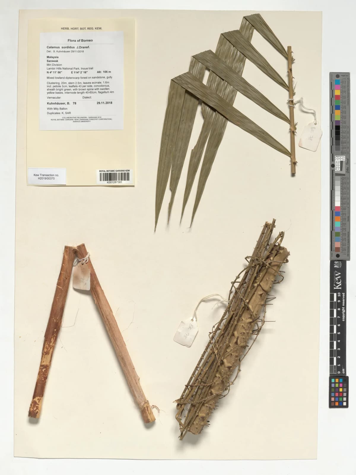 Botanical specimen of Calamus Sordidus.