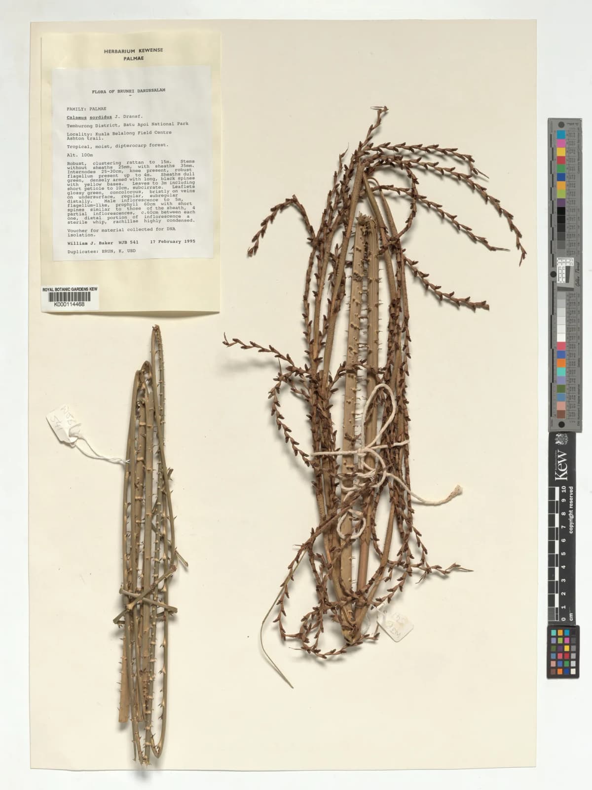 Botanical specimen of Calamus Sordidus.