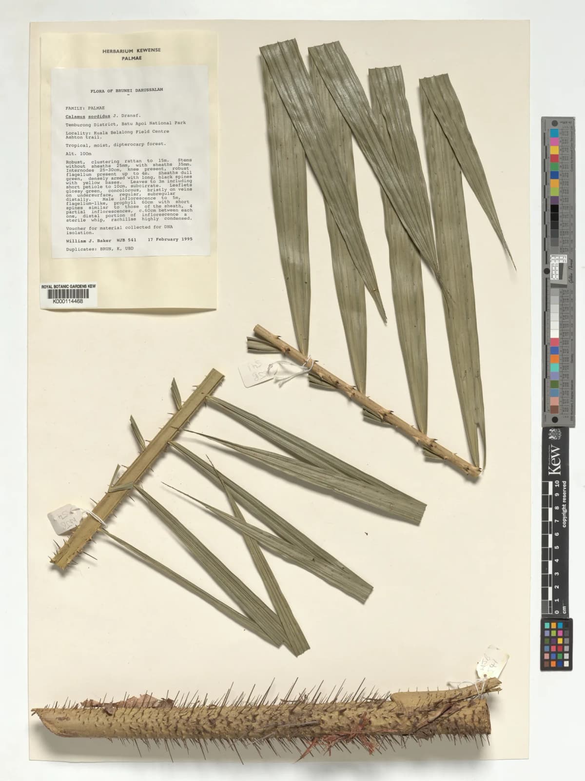 Botanical specimen of Calamus Sordidus.