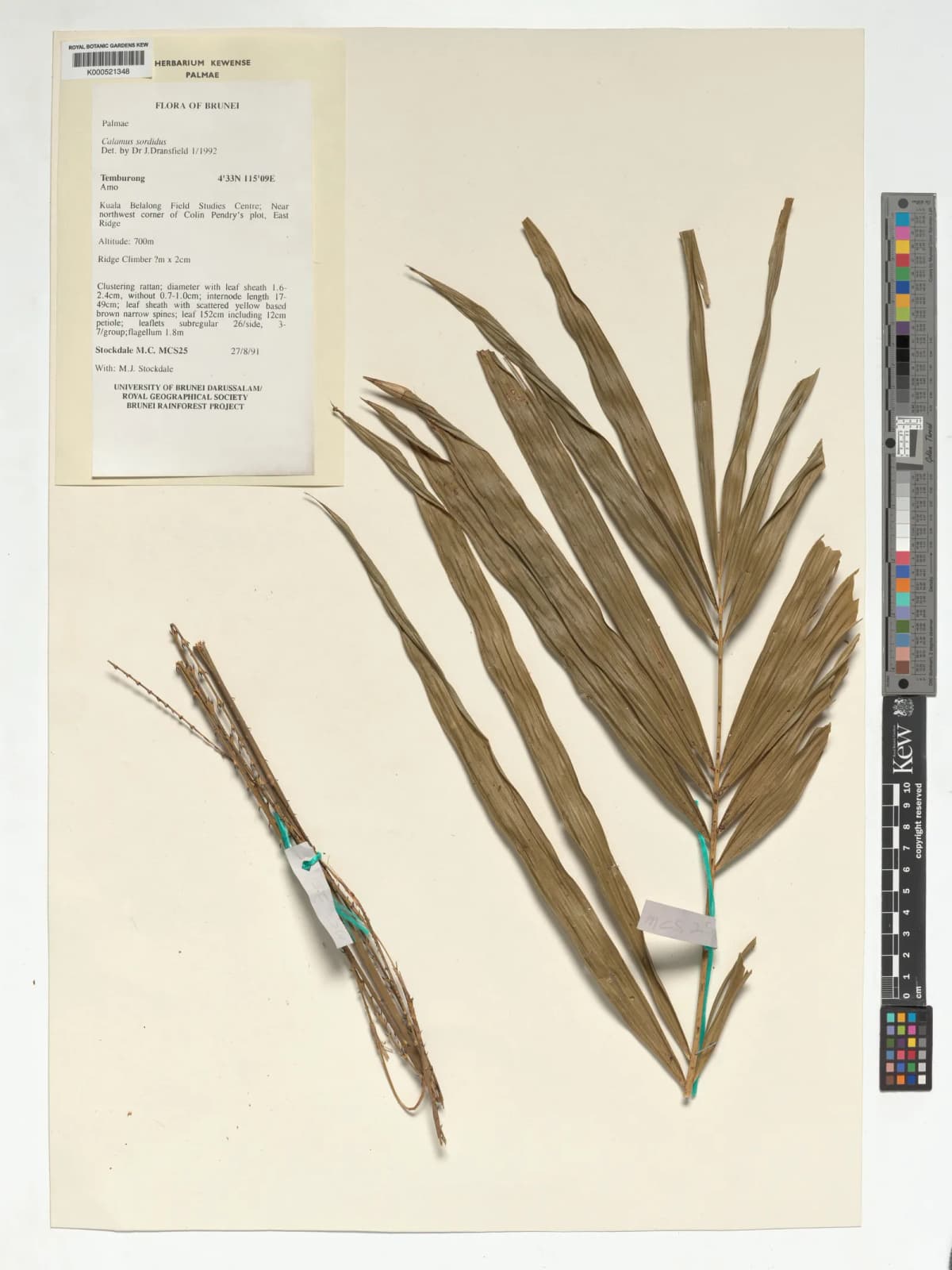 Botanical specimen of Calamus Sordidus.