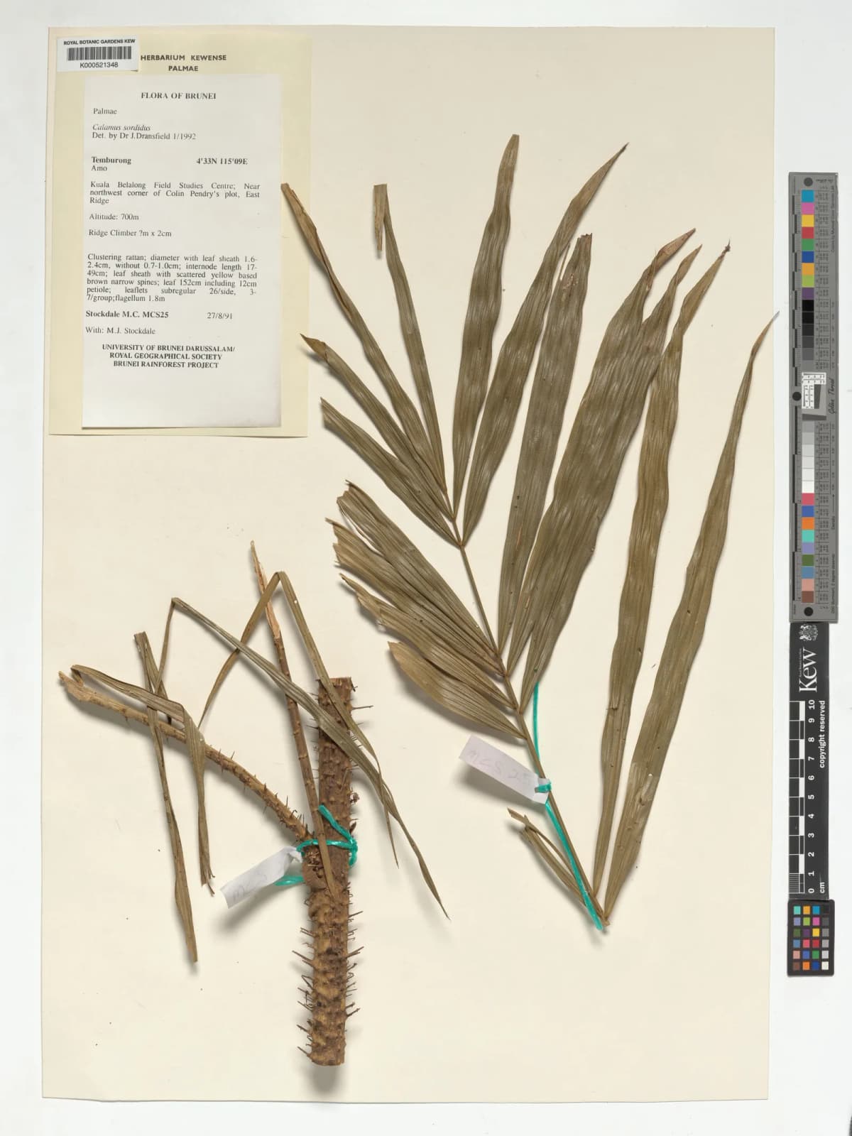 Botanical specimen of Calamus Sordidus.
