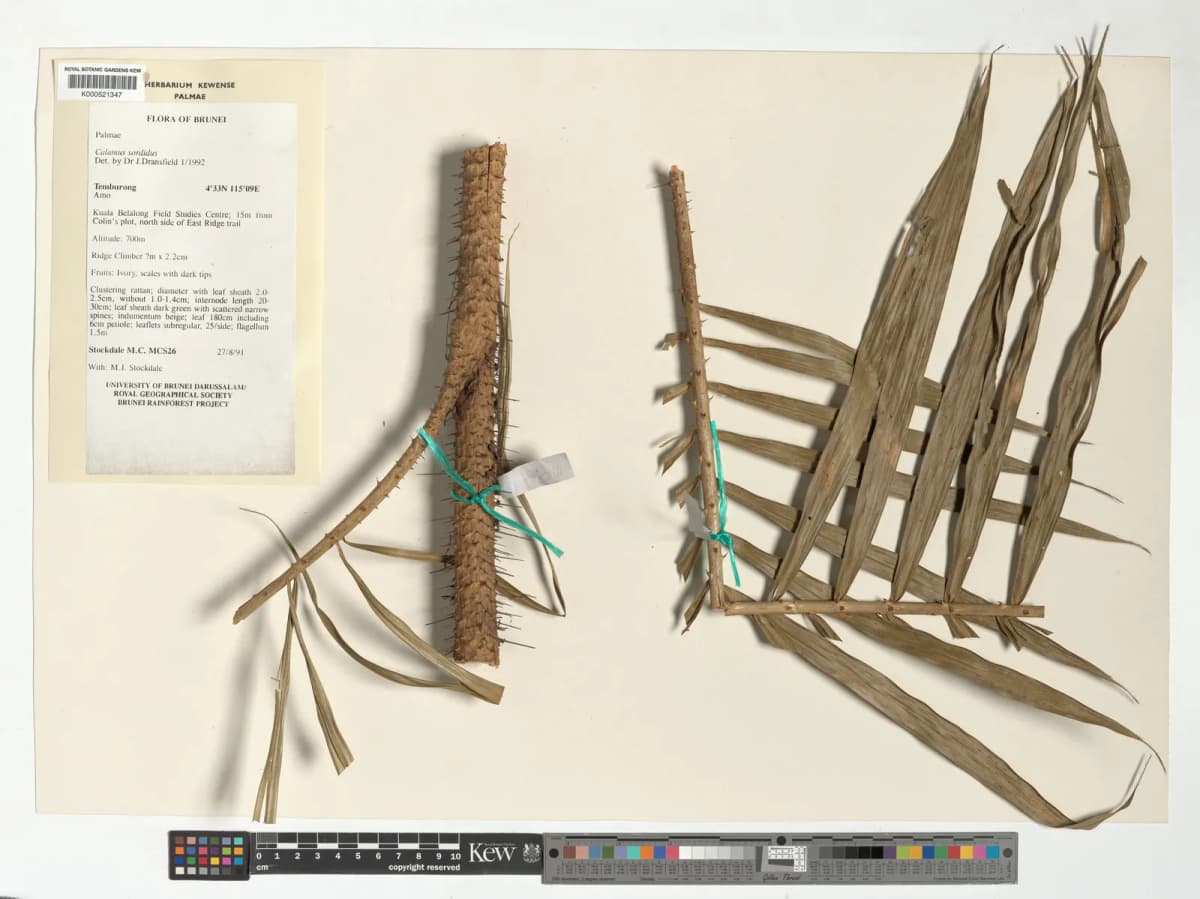 Botanical specimen of Calamus Sordidus.