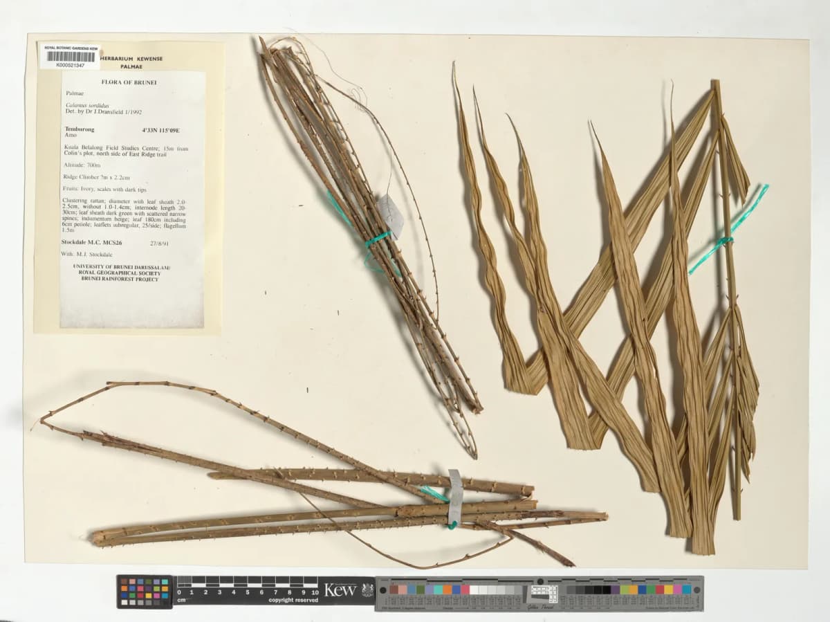 Botanical specimen of Calamus Sordidus.