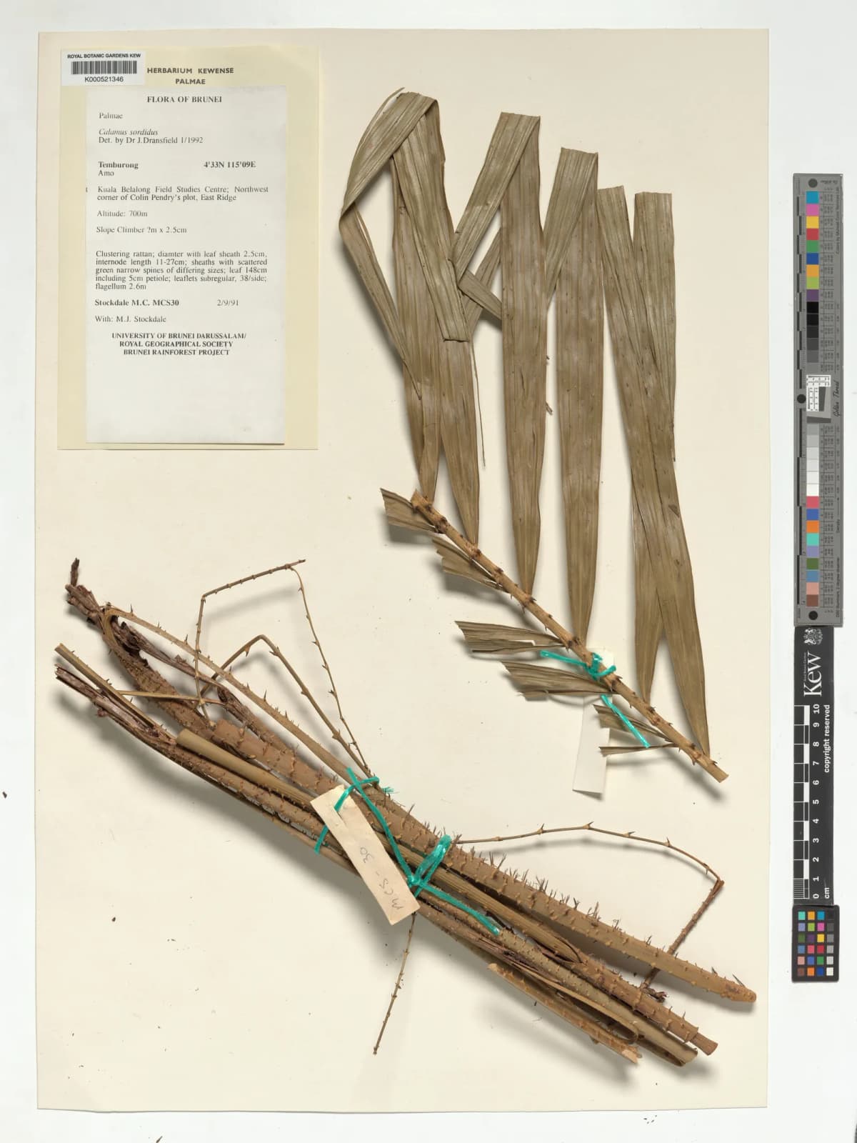 Botanical specimen of Calamus Sordidus.