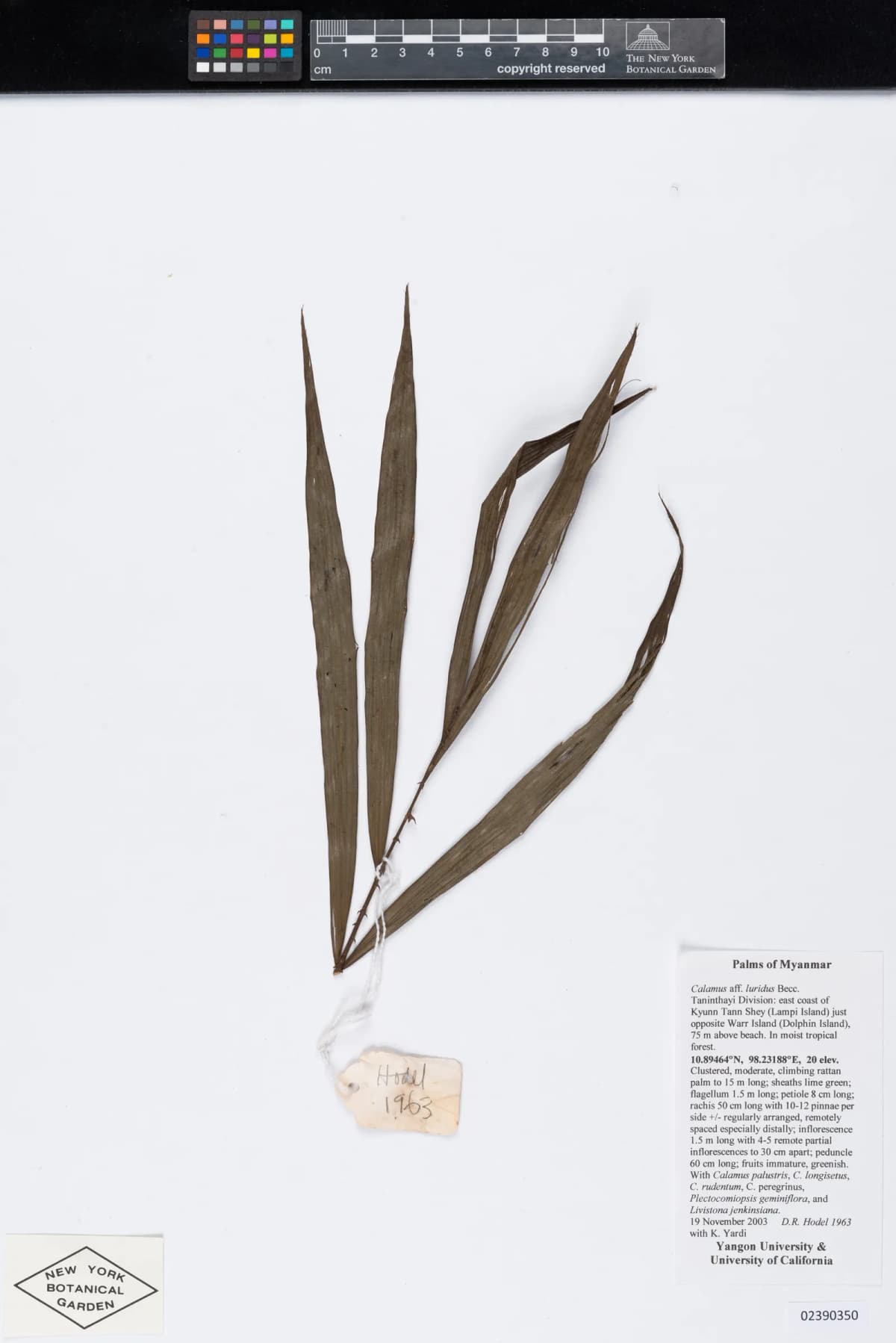 Botanical specimen of Calamus Speciosissimus.