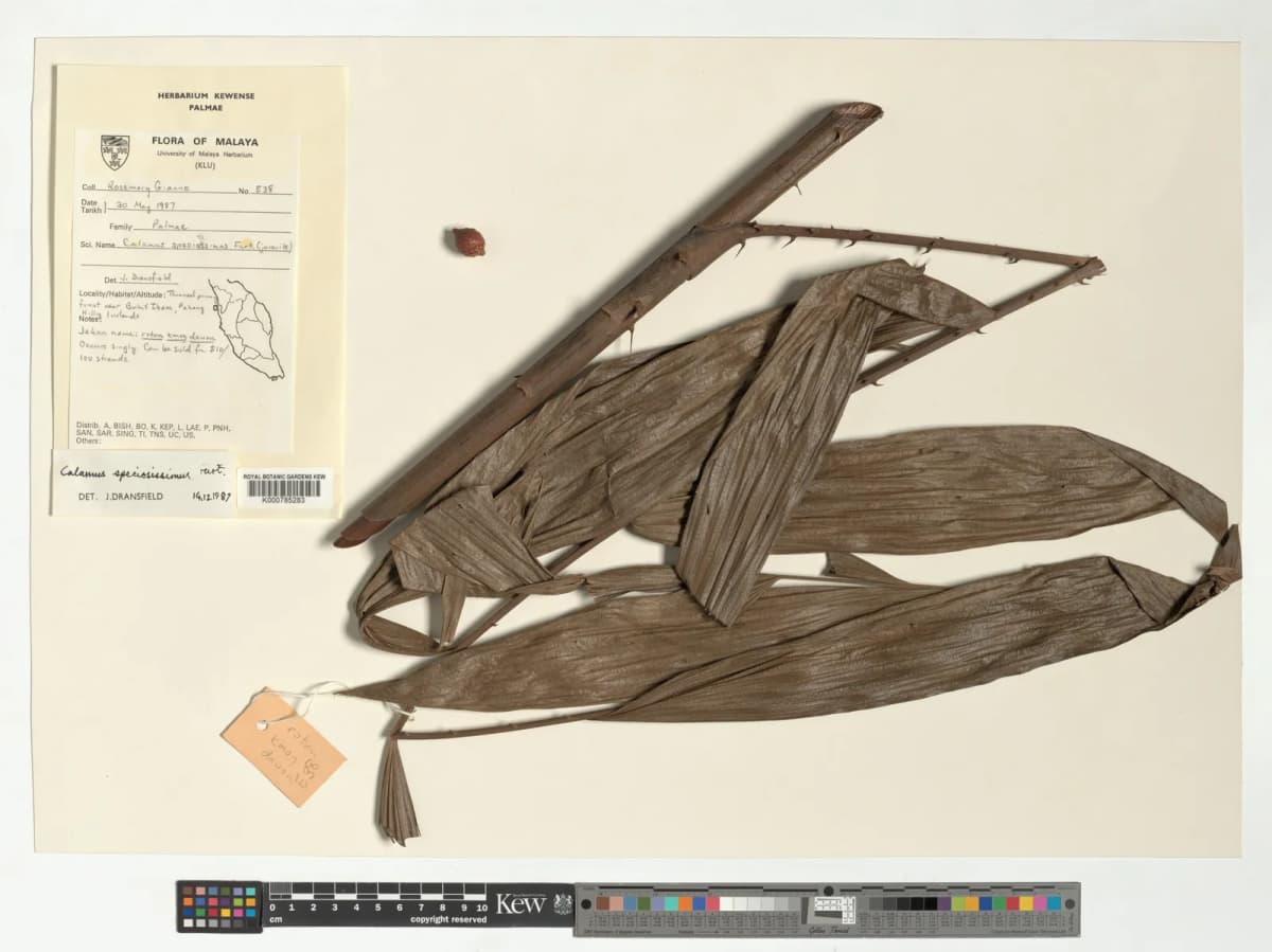 Botanical specimen of Calamus Speciosissimus.