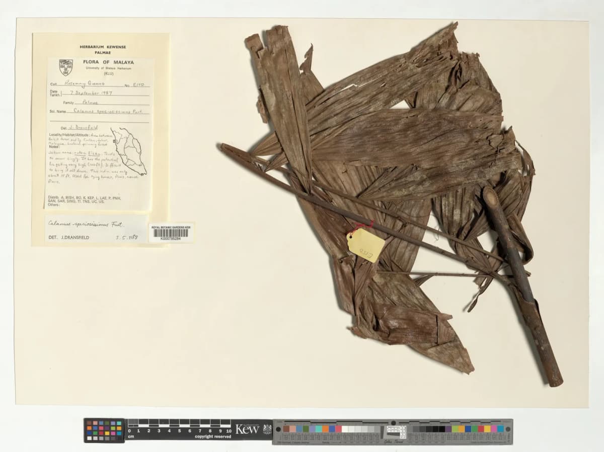 Botanical specimen of Calamus Speciosissimus.