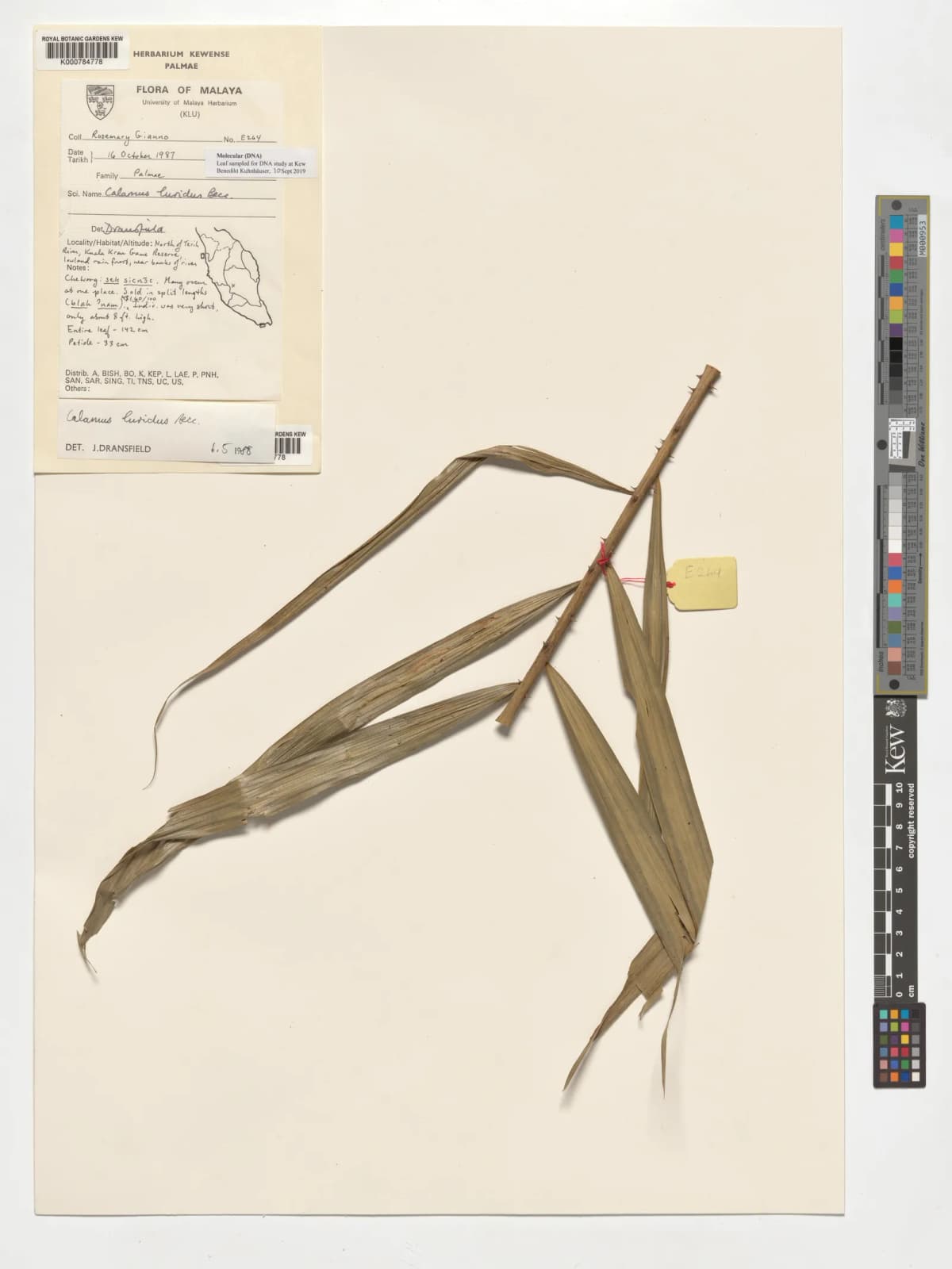 Botanical specimen of Calamus Speciosissimus.