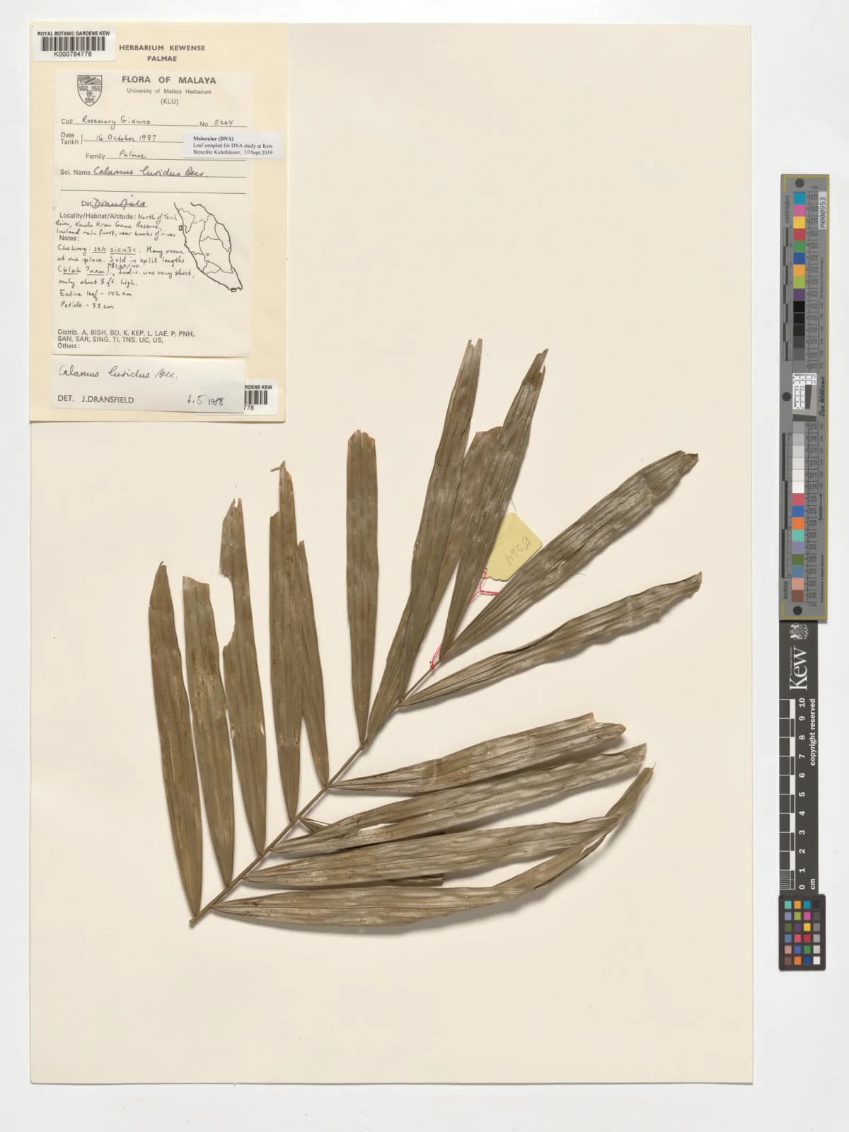 Botanical specimen of Calamus Speciosissimus.