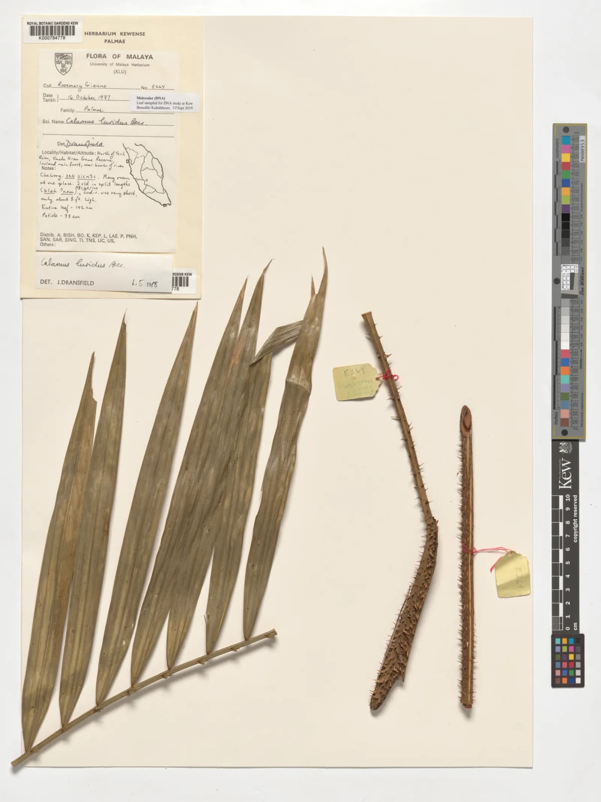Botanical specimen of Calamus Speciosissimus.