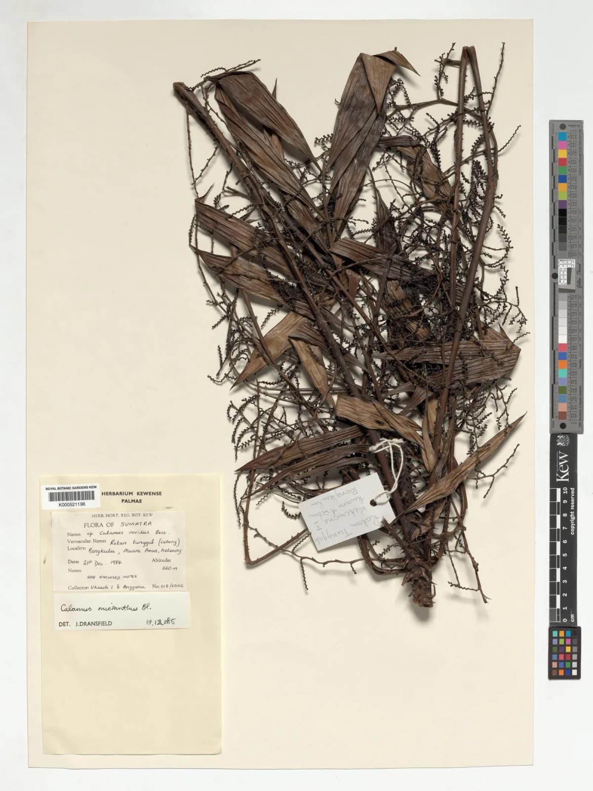 Botanical specimen of Calamus Speciosissimus.