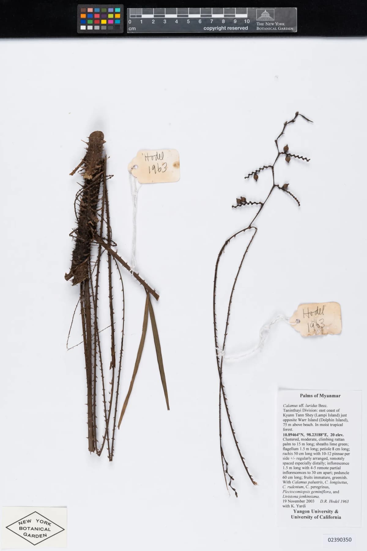 Botanical specimen of Calamus Speciosissimus.