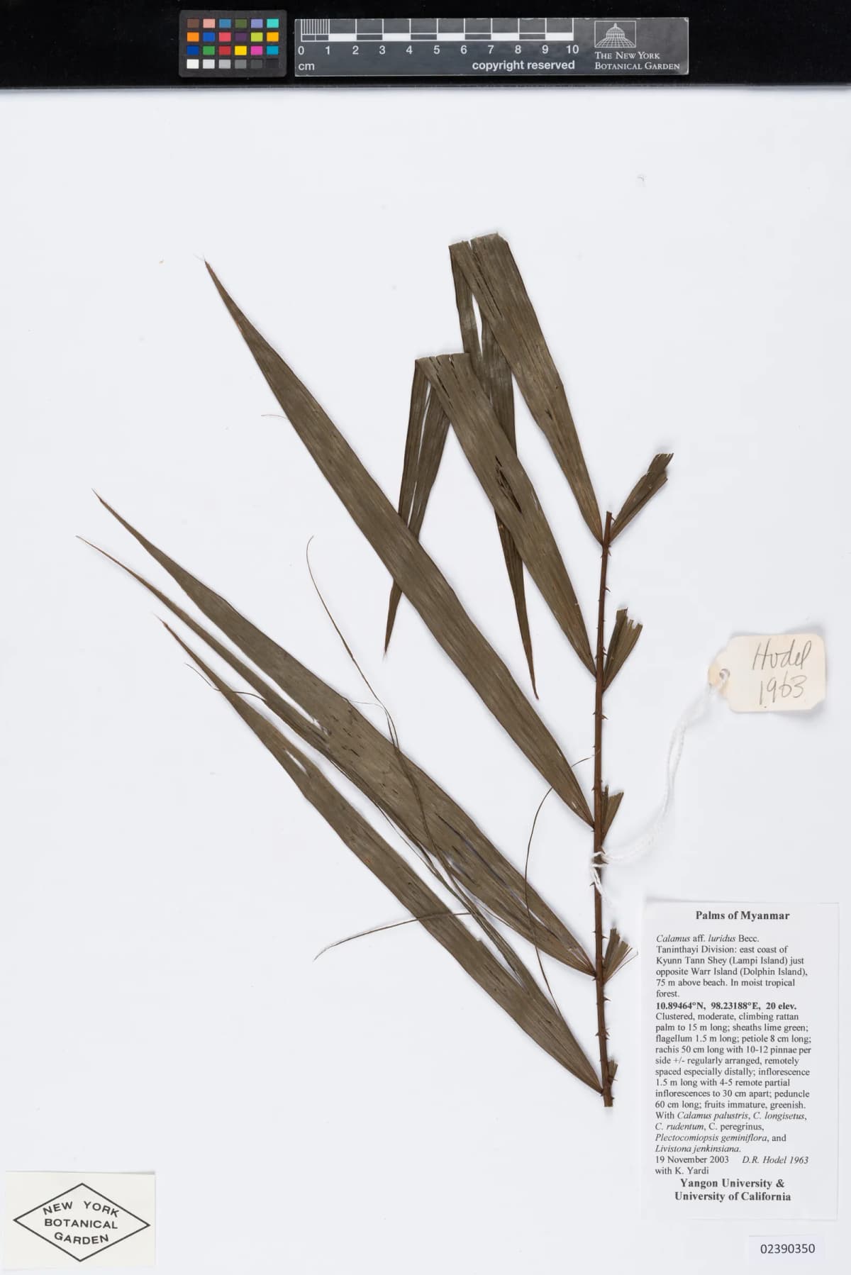 Botanical specimen of Calamus Speciosissimus.
