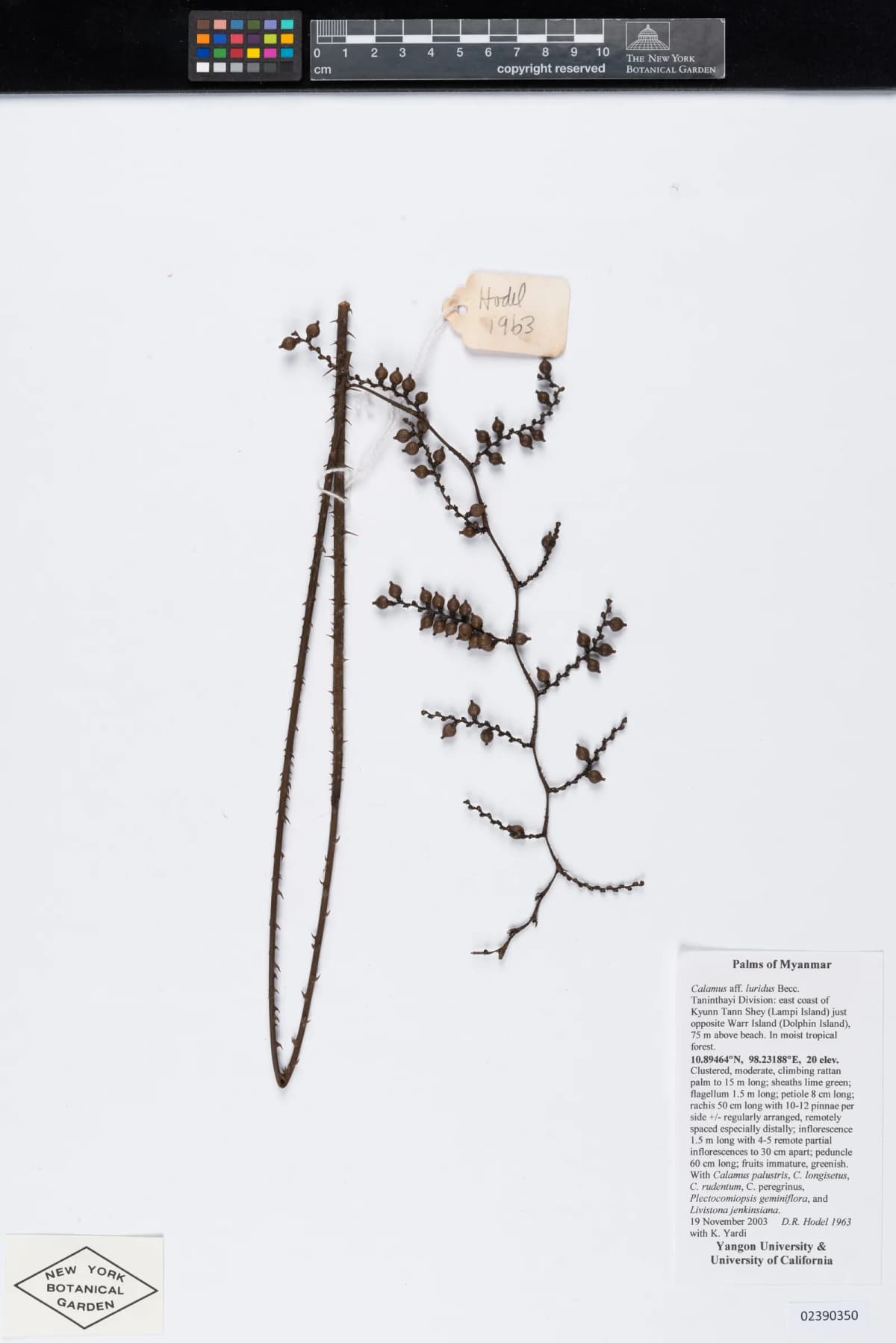 Botanical specimen of Calamus Speciosissimus.