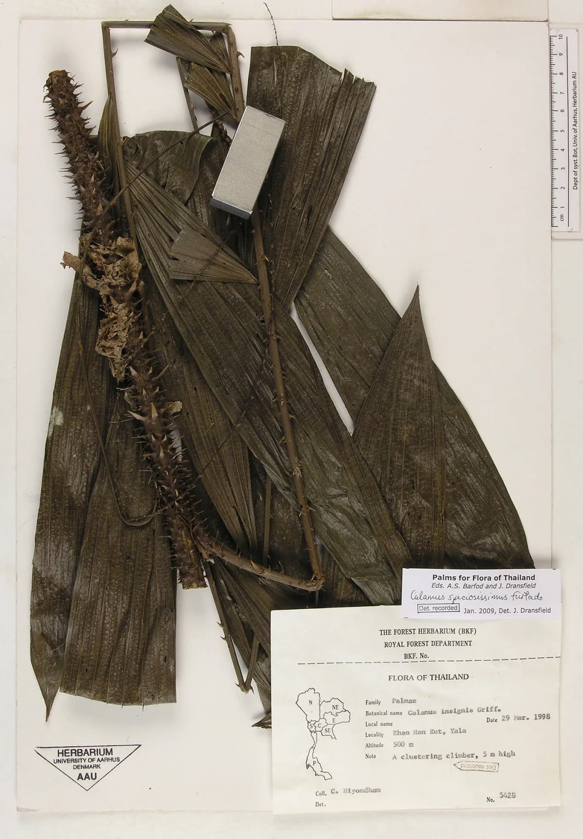 Botanical specimen of Calamus Speciosissimus.