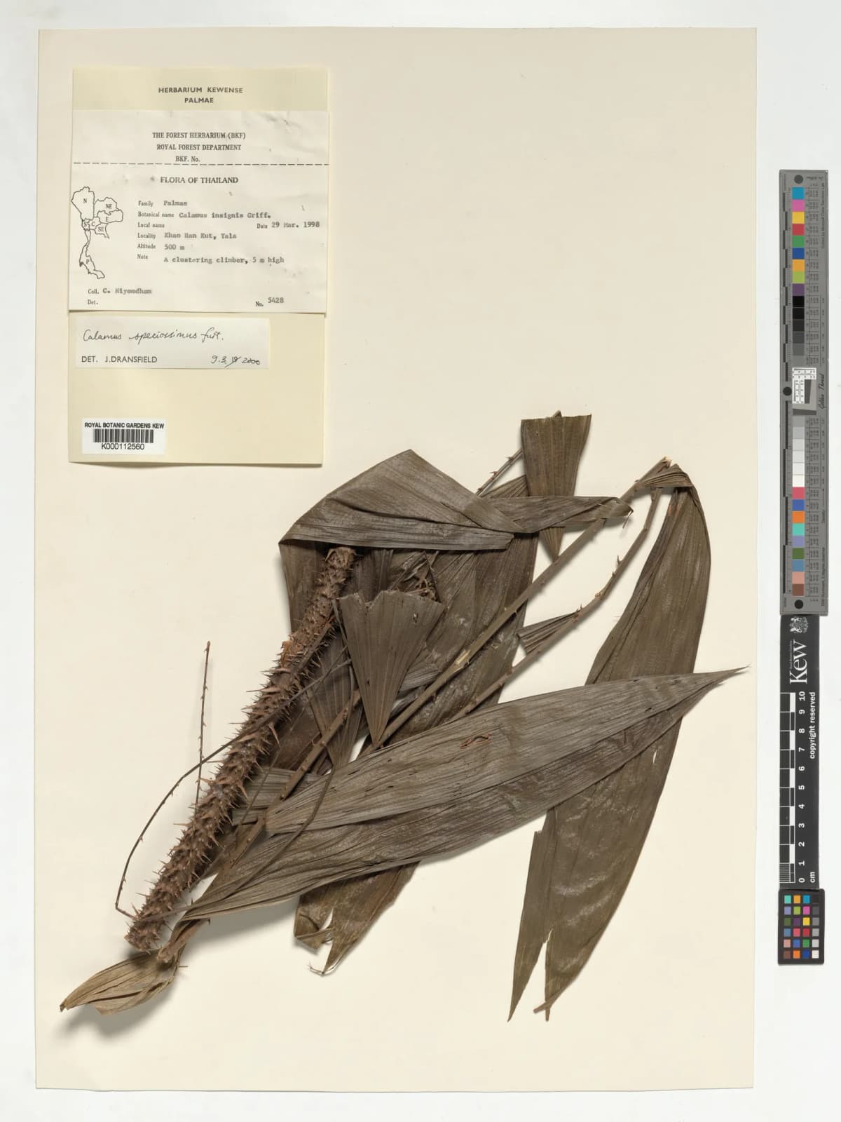 Botanical specimen of Calamus Speciosissimus.