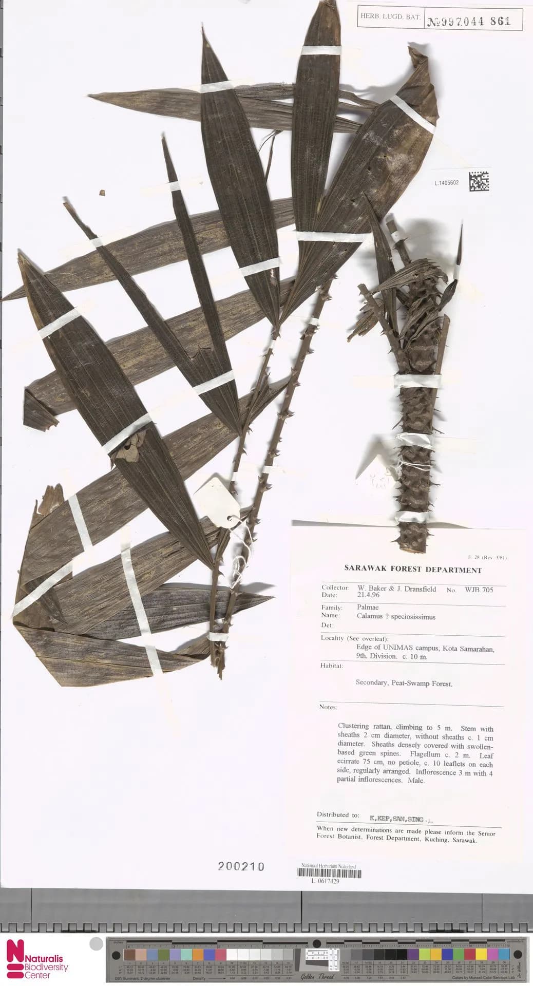 Botanical specimen of Calamus Speciosissimus.