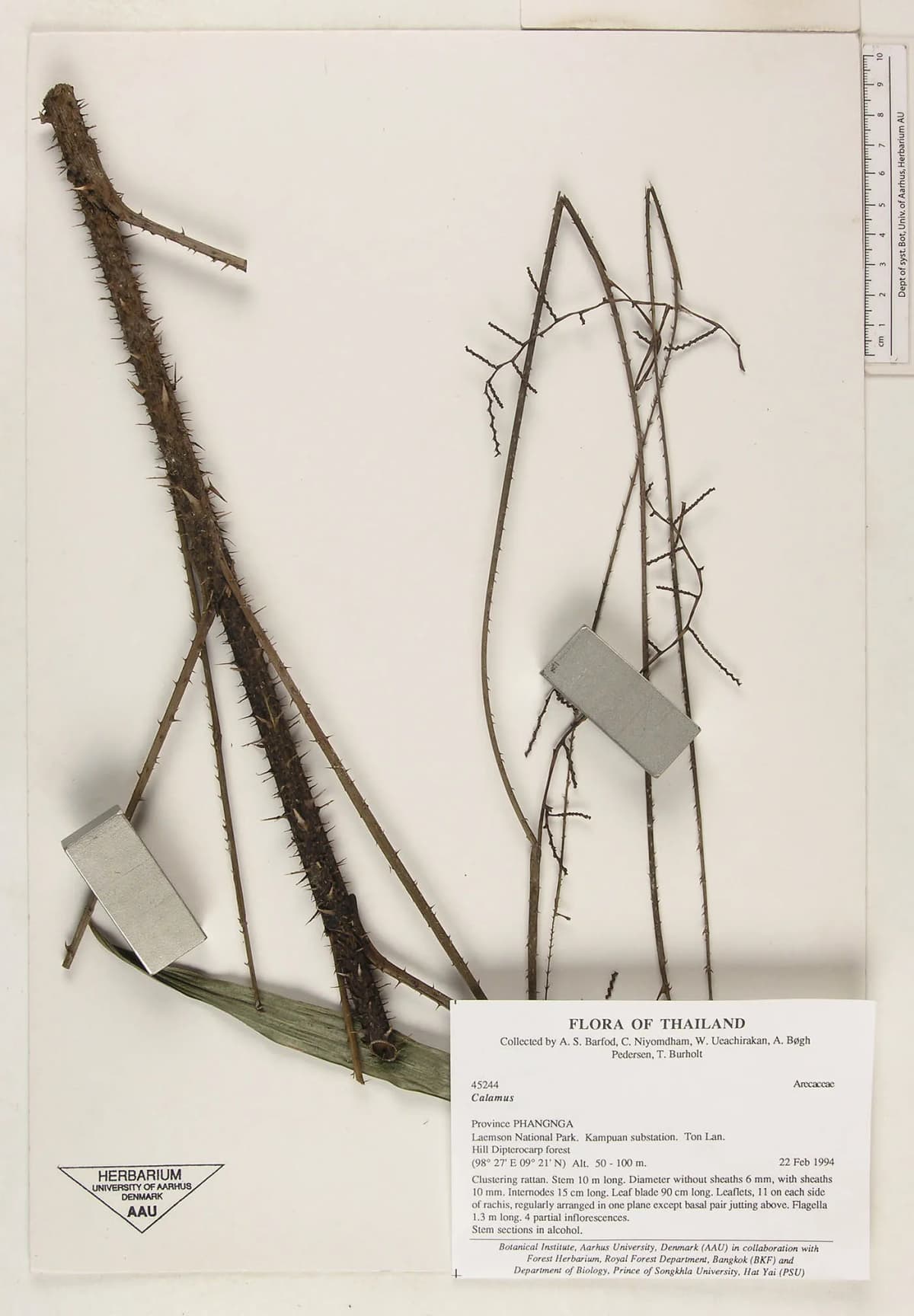 Botanical specimen of Calamus Speciosissimus.