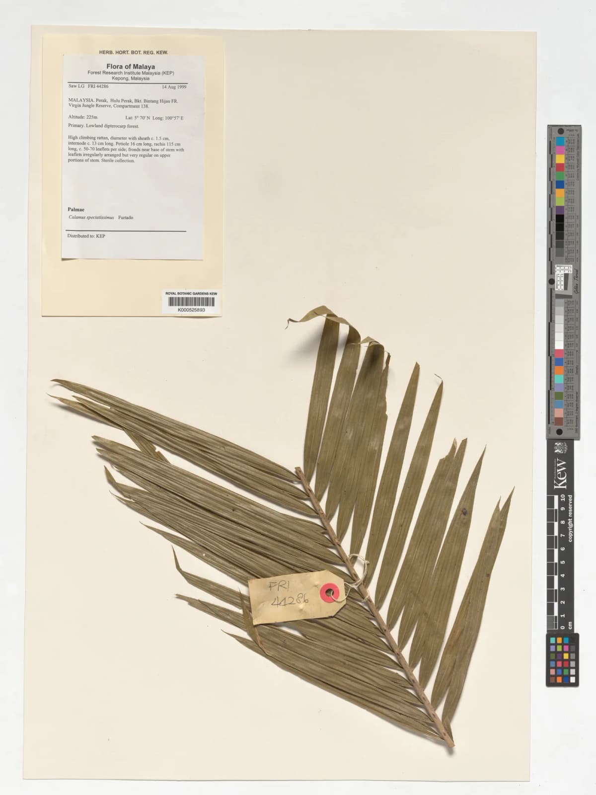 Botanical specimen of Calamus Spectatissimus.