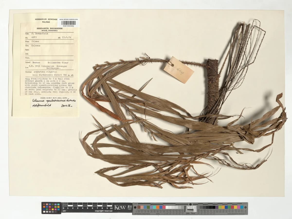 Botanical specimen of Calamus Spectatissimus.