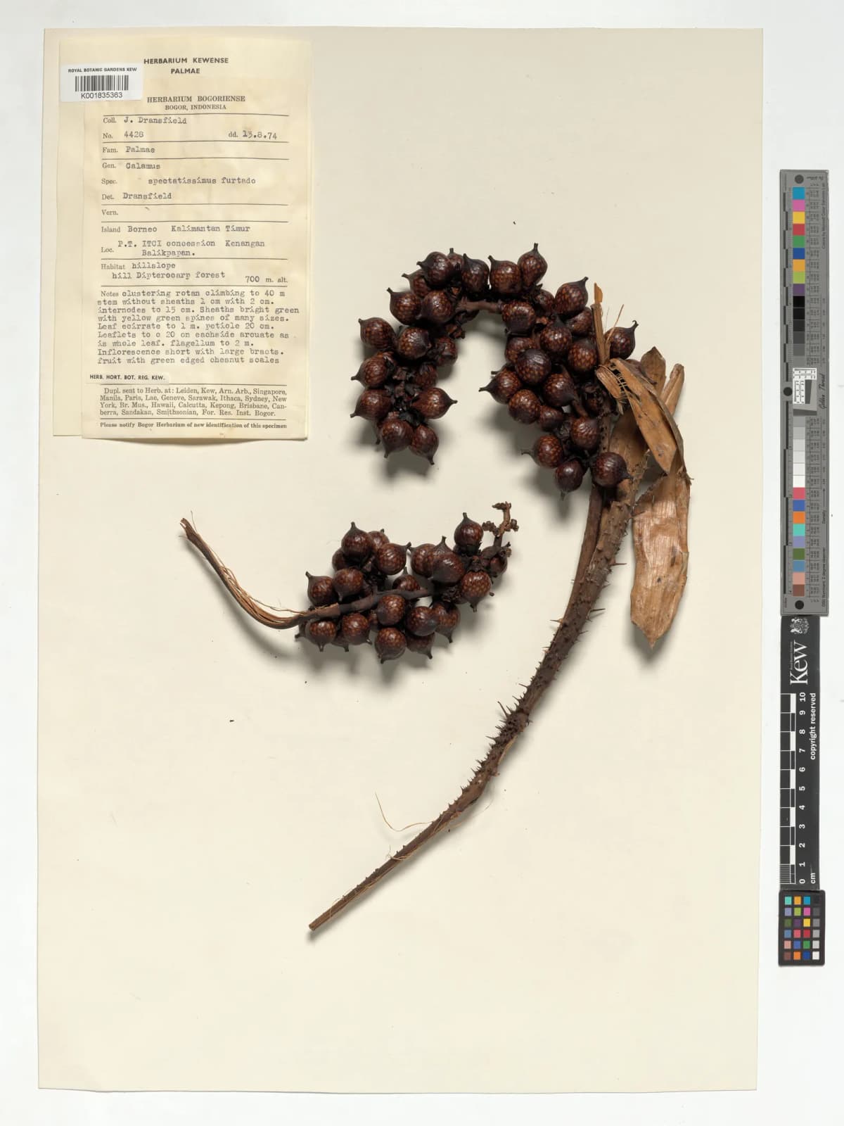 Botanical specimen of Calamus Spectatissimus.