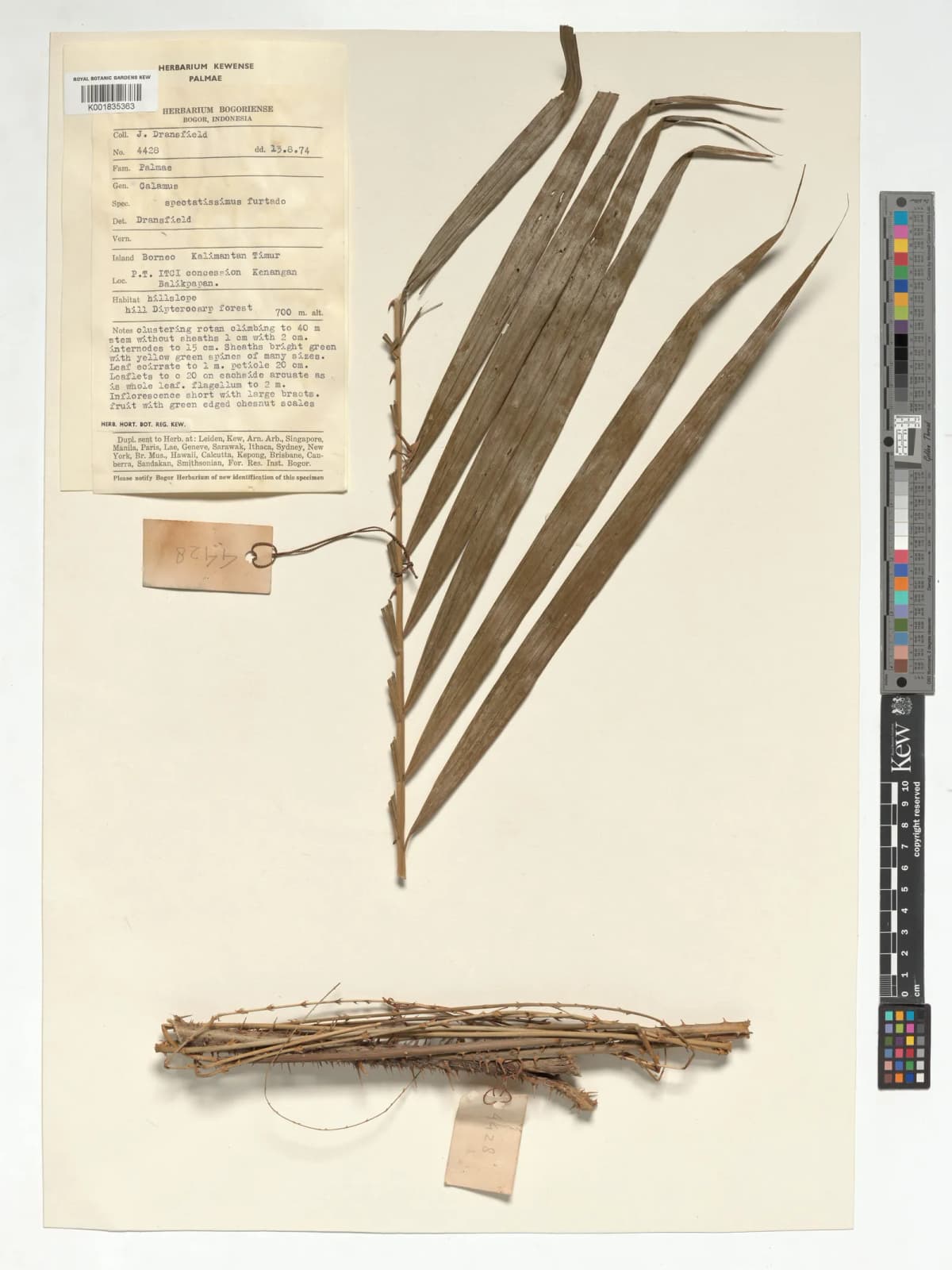 Botanical specimen of Calamus Spectatissimus.