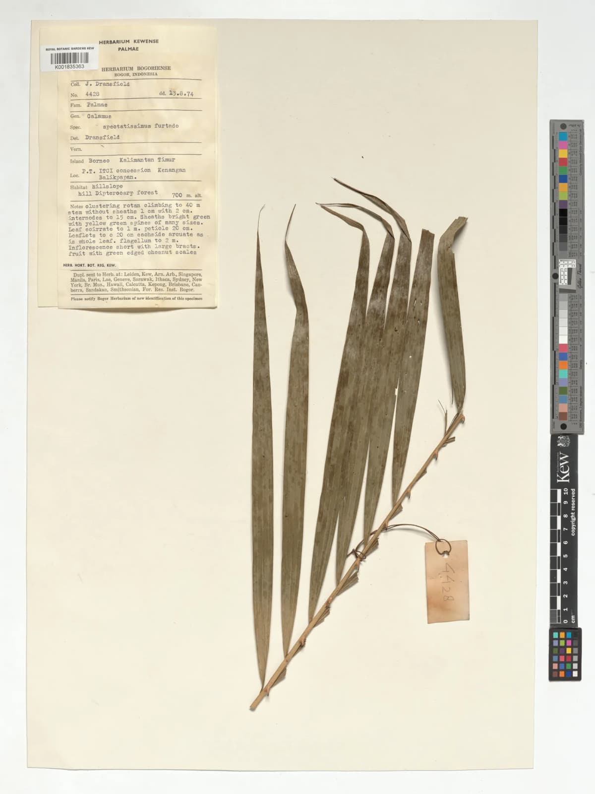 Botanical specimen of Calamus Spectatissimus.