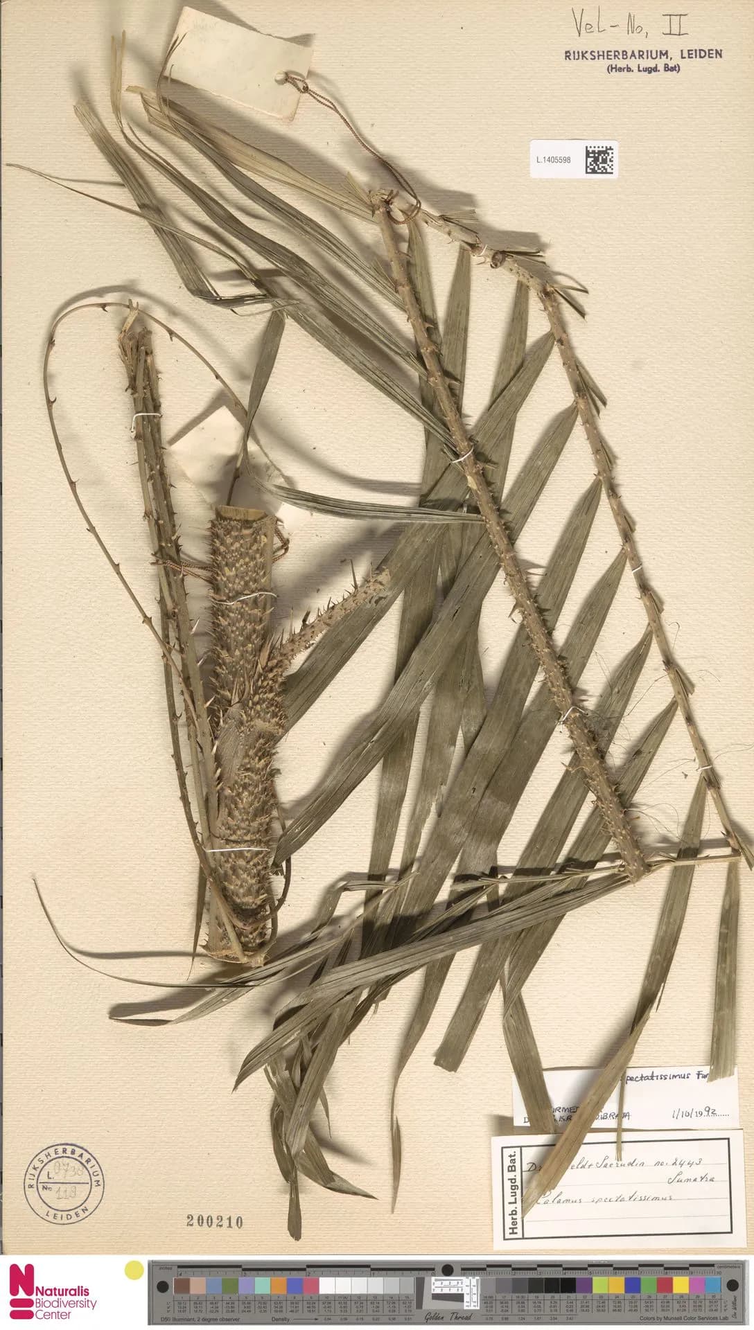 Botanical specimen of Calamus Spectatissimus.