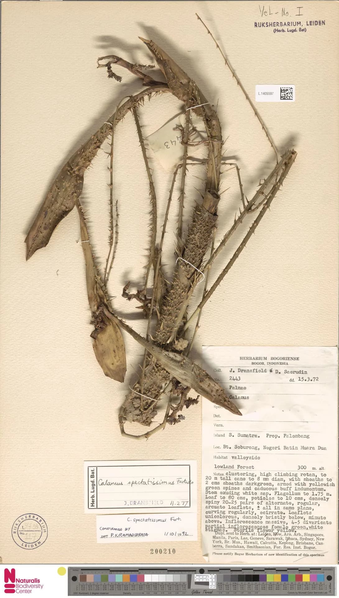 Botanical specimen of Calamus Spectatissimus.