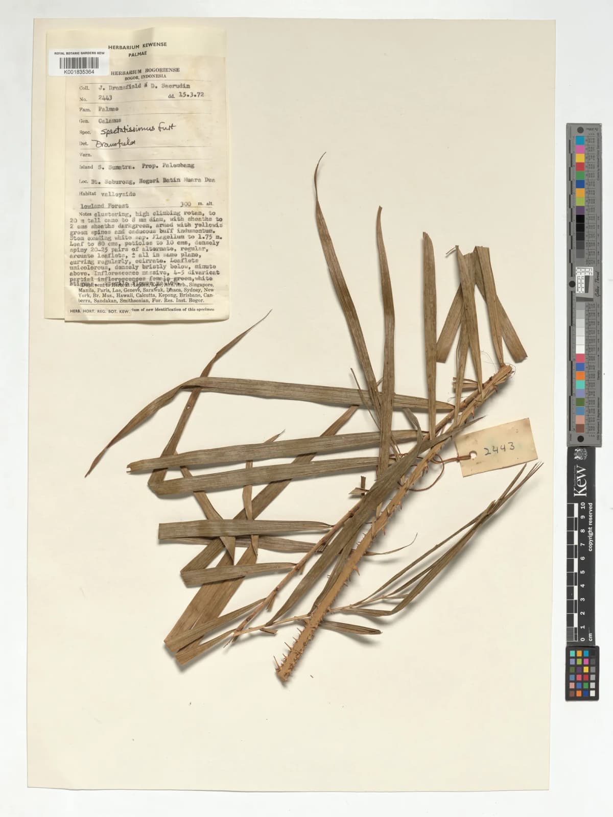 Botanical specimen of Calamus Spectatissimus.