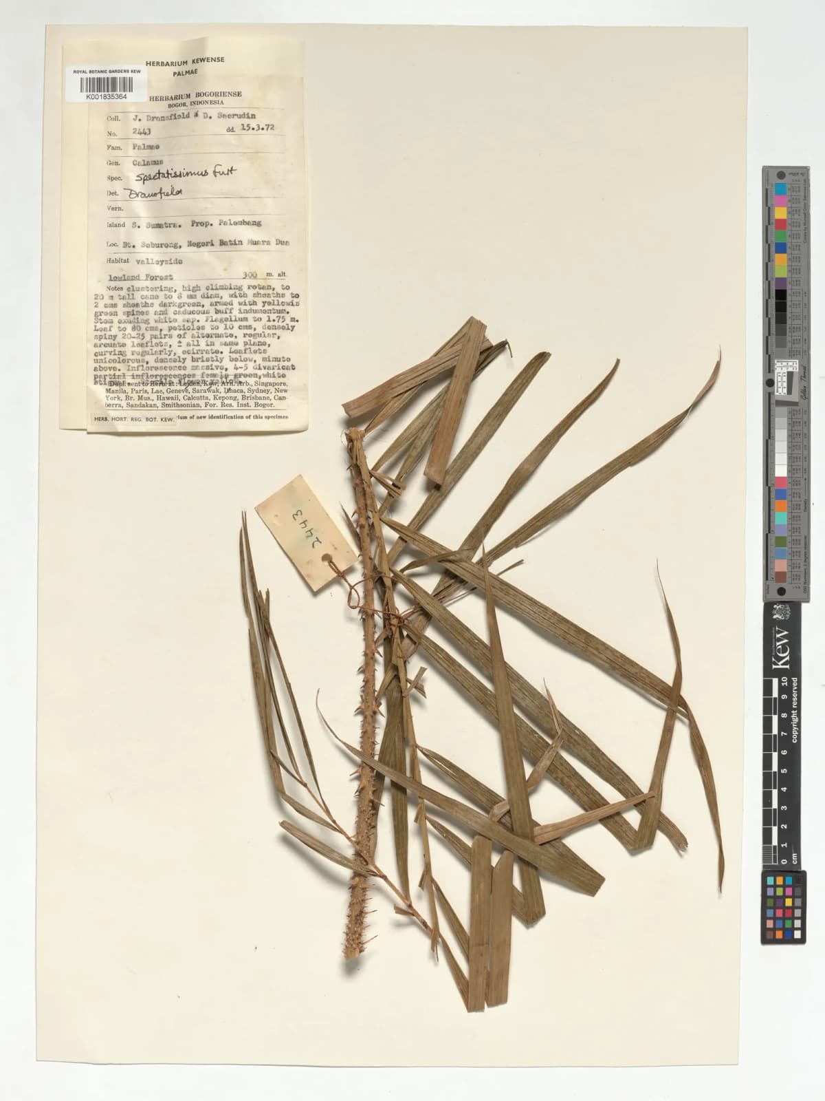 Botanical specimen of Calamus Spectatissimus.