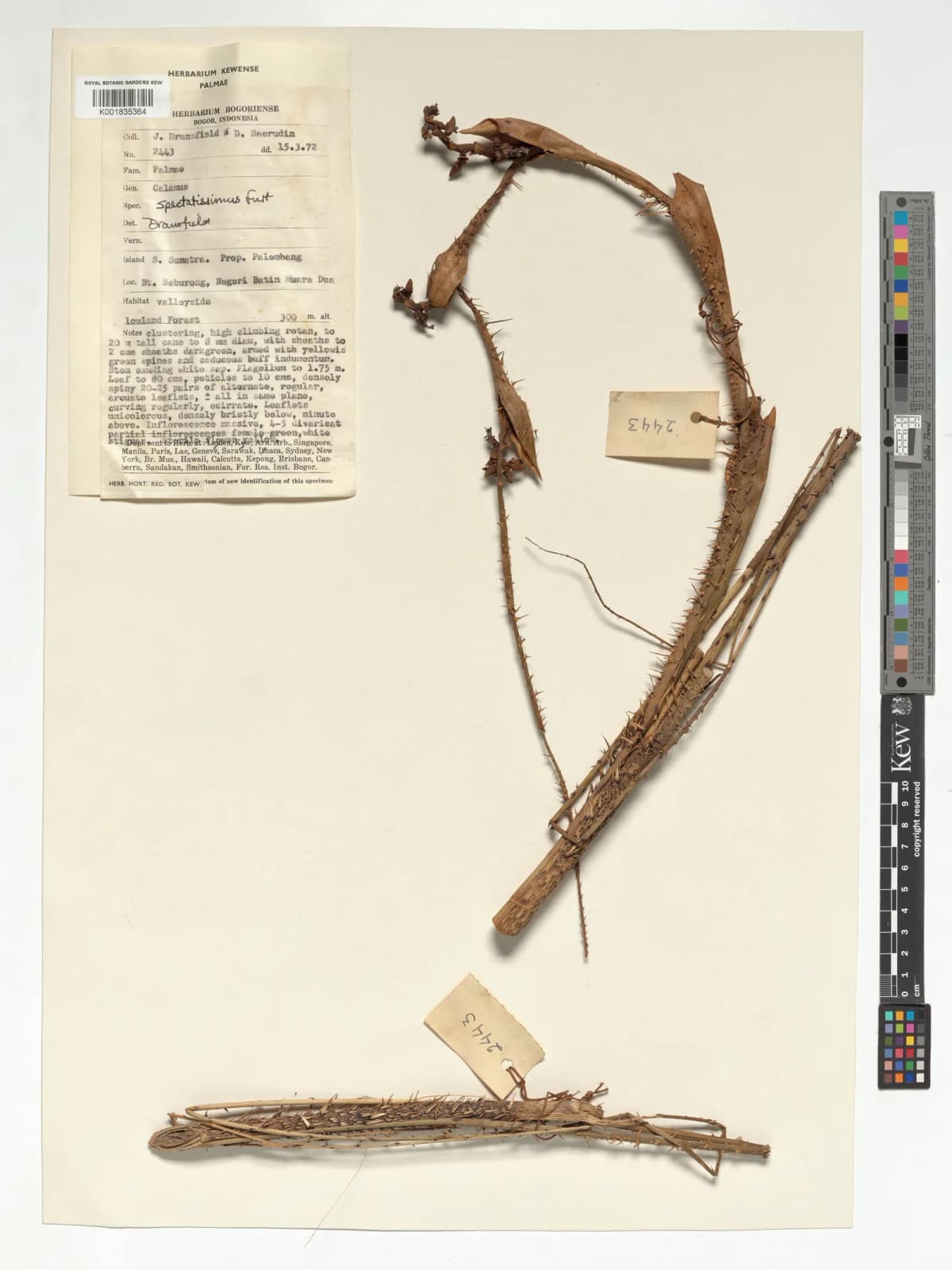 Botanical specimen of Calamus Spectatissimus.