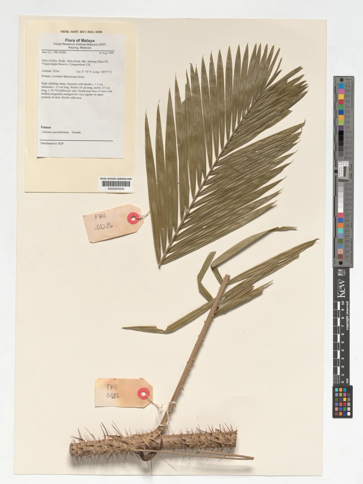 Botanical specimen of Calamus Spectatissimus.