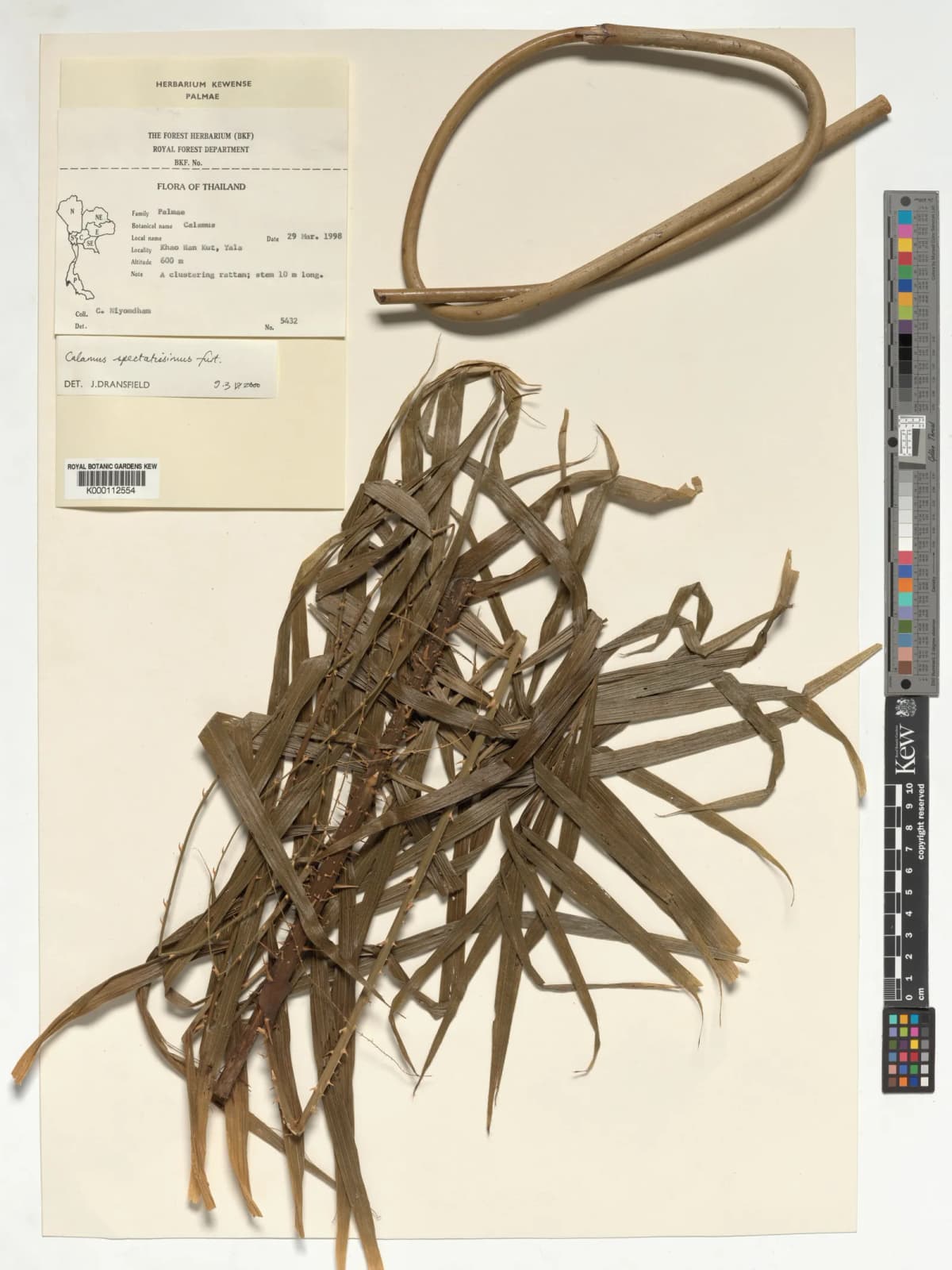 Botanical specimen of Calamus Spectatissimus.